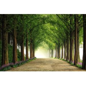 Tableau paysage Metasequoia imprimé sur toile 90x60 cm