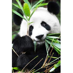 Tableau regard de panda imprimé sur toile 80x120 cm