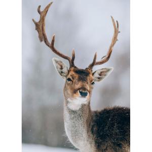 Tableau sur toile cerf sous la neige 30x45