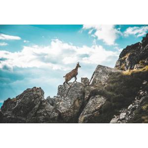 Tableau sur toile Chamois 45x65