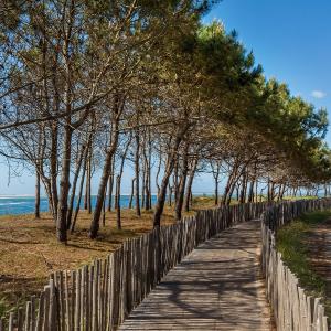 Tableau sur toile chemin d'Arcachon 45x45