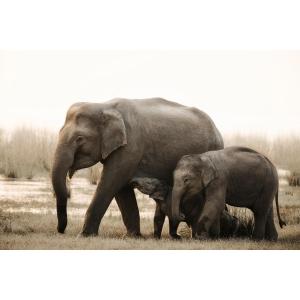 Tableau sur toile famille d'éléphants 30x45
