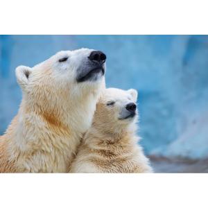 Tableau sur toile famille d'ours 30x45