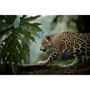 Tableau sur toile jaguar en chasse 30x45cm