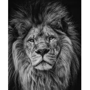 Tableau sur toile lion 40x50