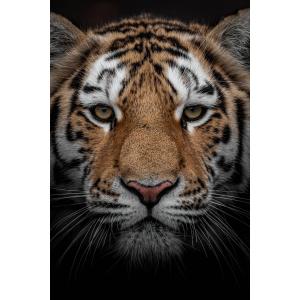 Tableau sur toile portrait d'un tigre 45x65cm