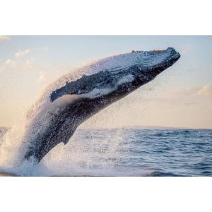 Tableau sur toile saut de baleine 65x97 cm