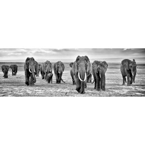 Tableau sur toile troupeau d'éléphants noir & blanc 30x97 c…