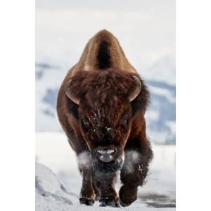 Tableau sur verre bison 30x45 cm