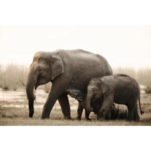 Tableau sur verre famille d'éléphants 45x65 cm