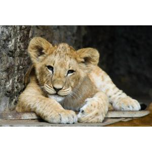 Tableau sur verre lion cub 45x65 cm