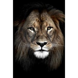 Tableau sur verre lion dans l'ombre 45x65 cm