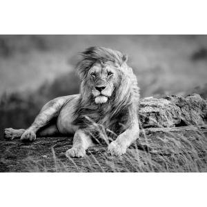 Tableau sur verre lion noir et blanc 30x45 cm