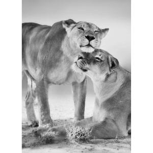 Tableau sur verre lionnes noir et blanc 30x45 cm