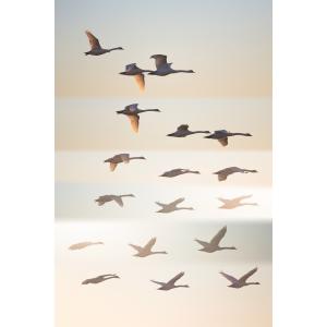 Tableau sur verre oiseaux sauvages 45x65