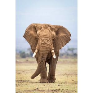 Tableau sur verre portrait éléphant 30x45 cm