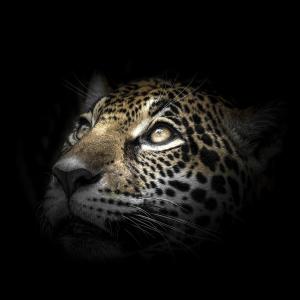 Tableau sur verre regard léopard 30x30 cm