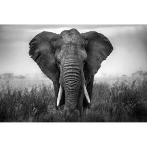 Tableau sur verre synthétique éléphant noir & blanc 80x120…
