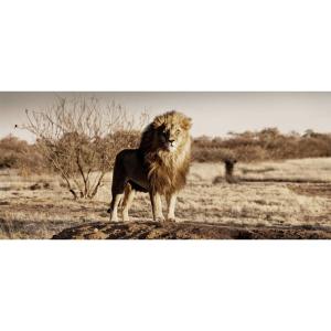 Tableau sur verre synthétique roi de la savane 65x145