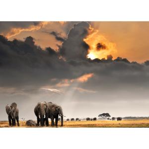 Tableau sur verre troupeau d'éléphants 30x45 cm