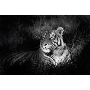 Tableau tigre impression sur verre acrylique 120x80 cm