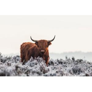 Tableau vache Highland imprimé sur toile 90x60 cm