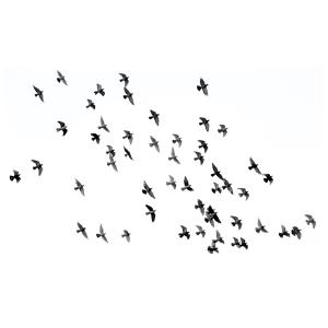 Tableau - Volée D'oiseaux noirs comme pensées exilées 50x80…