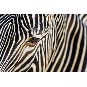 Tableau zèbre impression sur verre acrylique 120x80 cm