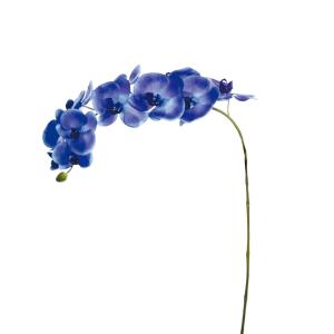 Tige d'orchidée phalaenopsis bleue H100