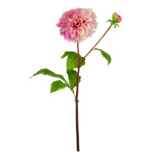 Tige de dahlia artificielle rose H50