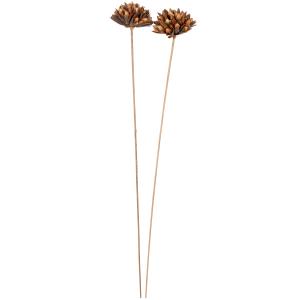 Tiges de fleurs séchées marron