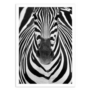 ZEBRA FACE - JUAN DURAN - Affiche d'art 50 x 70 cm